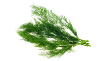 Laden Sie das Bild in den Galerie-Viewer, Dill