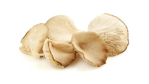 Austernpilze
