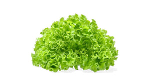 Eichblattsalat, grün Kl. II