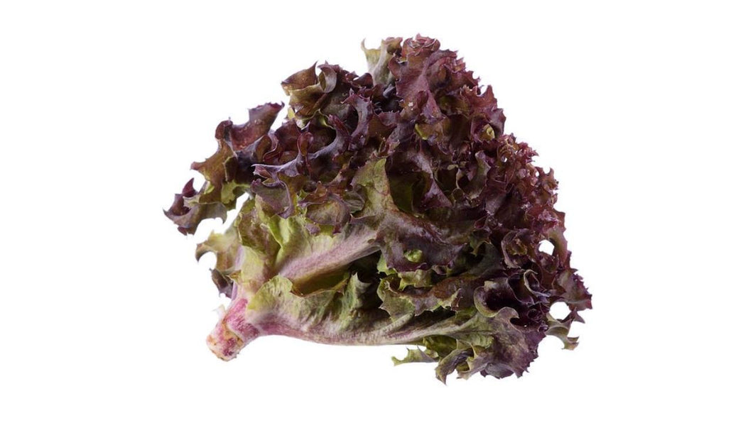 Eichblattsalat, rot Kl. II